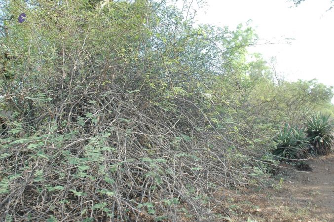 20070509 NUCourses Traditional Udal Kattumurthi 6795.jpg