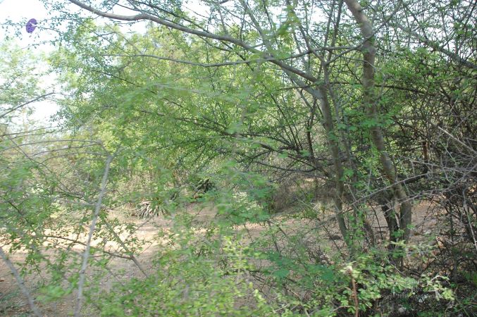 20070509 NUCourses Traditional Udal Kattumurthi 6801.jpg