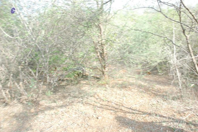 20070509 NUCourses Traditional Udal Kattumurthi 6816.jpg