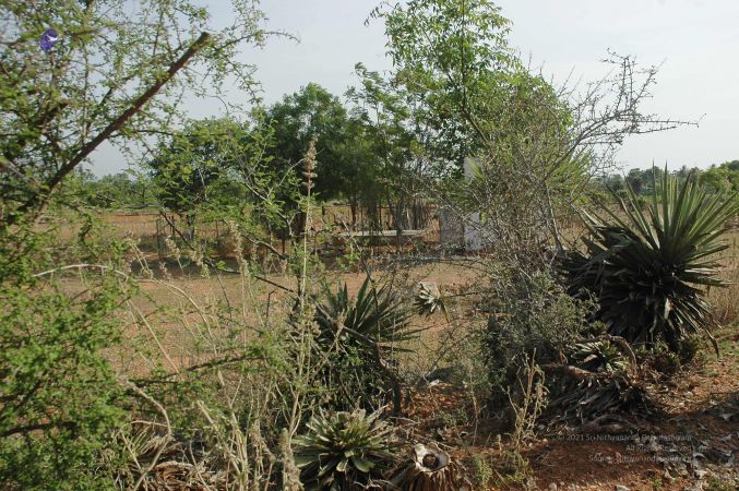 20070509 NUCourses Traditional Udal Kattumurthi 6845.jpg