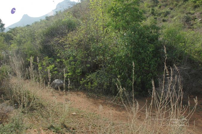 20070509 NUCourses Traditional Udal Kattumurthi 6853.jpg