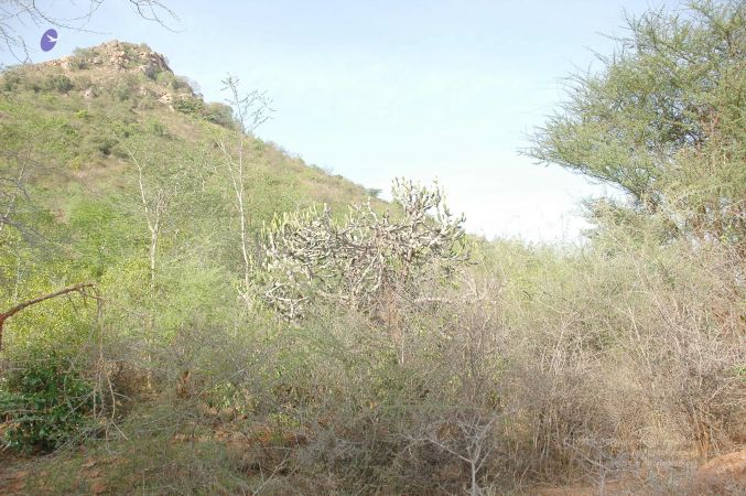 20070509 NUCourses Traditional Udal Kattumurthi 6922.jpg