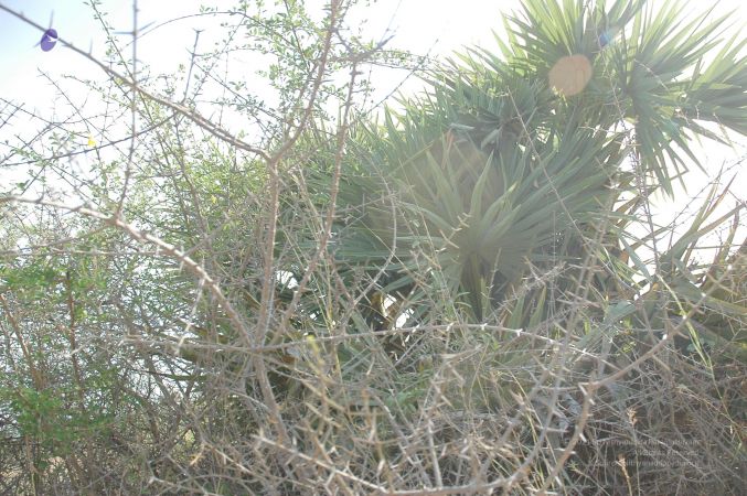 20070509 NUCourses Traditional Udal Kattumurthi 6967.jpg