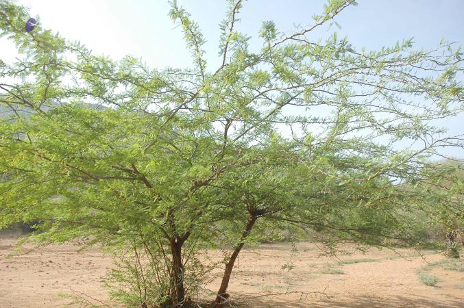 20070509 NUCourses Traditional Udal Kattumurthi 6995.jpg