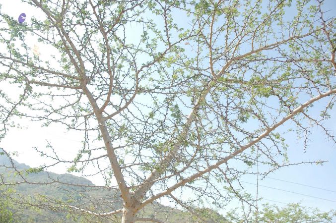 20070509 NUCourses Traditional Udal Kattumurthi 7048.jpg