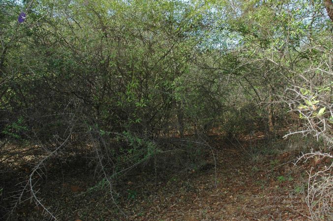 20070509 NUCourses Traditional Udal Kattumurthi 7064.jpg