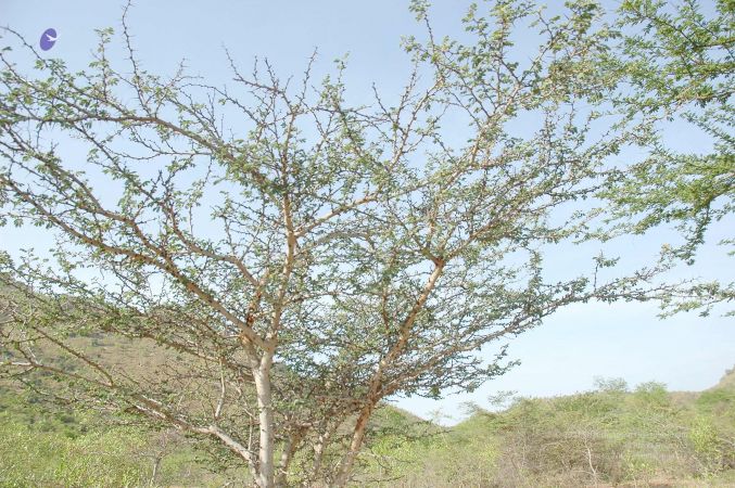 20070509 NUCourses Traditional Udal Kattumurthi 7085.jpg