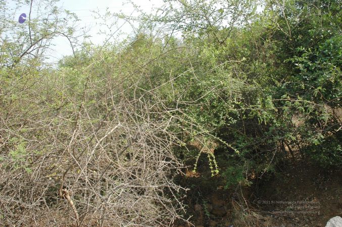 20070509 NUCourses Traditional Udal Kattumurthi 7119.jpg