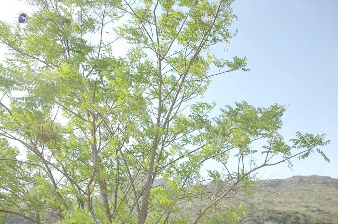 20070509 NUCourses Traditional Udal Kattumurthi 7123.jpg