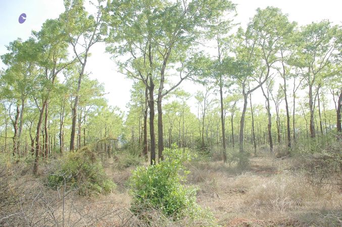 20070509 NUCourses Traditional Udal Kattumurthi 7159.jpg