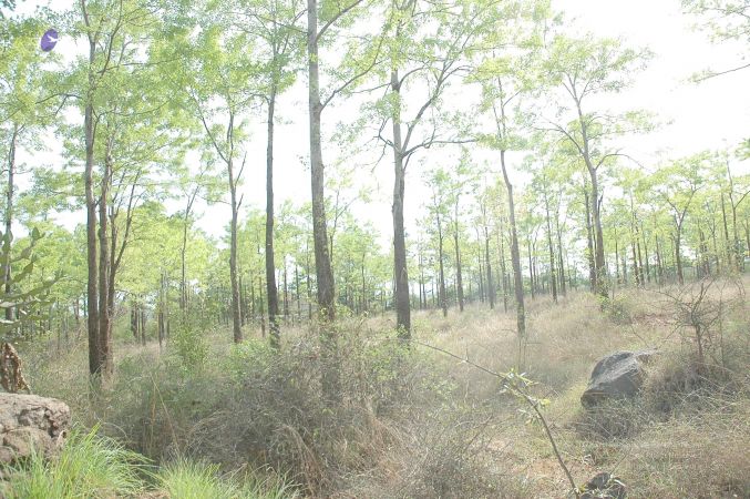 20070509 NUCourses Traditional Udal Kattumurthi 7164.jpg