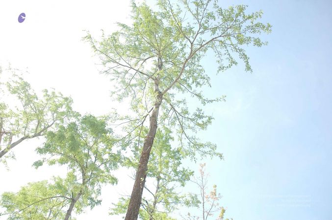 20070509 NUCourses Traditional Udal Kattumurthi 7173.jpg