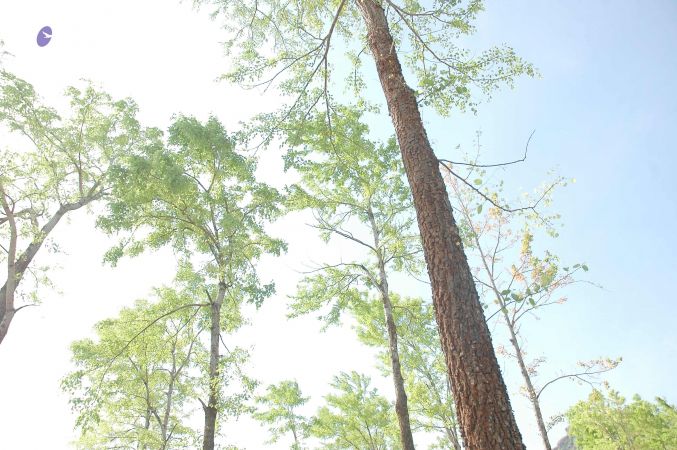 20070509 NUCourses Traditional Udal Kattumurthi 7174.jpg