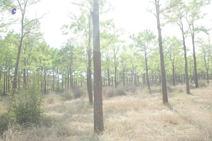 20070509 NUCourses Traditional Udal Kattumurthi 7190.jpg