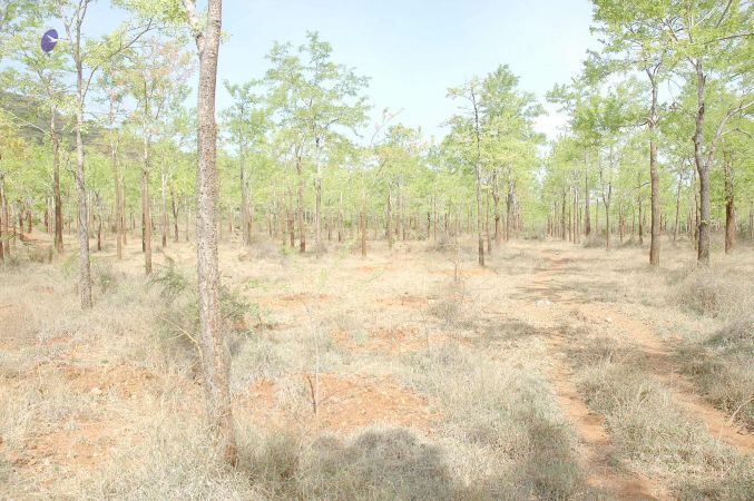 20070509 NUCourses Traditional Udal Kattumurthi 7198.jpg