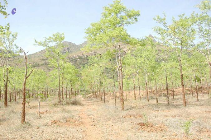 20070509 NUCourses Traditional Udal Kattumurthi 7200.jpg