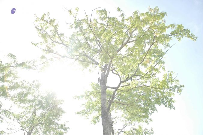 20070509 NUCourses Traditional Udal Kattumurthi 7209.jpg