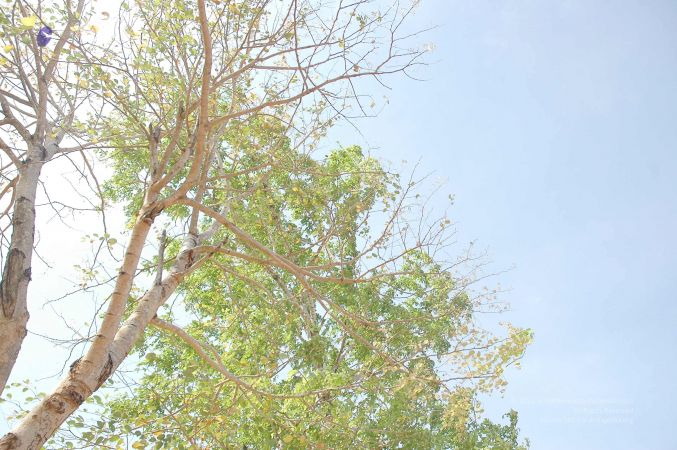 20070509 NUCourses Traditional Udal Kattumurthi 7253.jpg