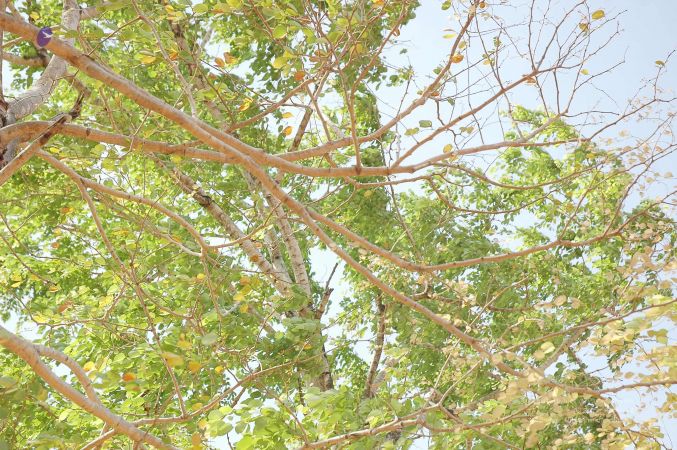 20070509 NUCourses Traditional Udal Kattumurthi 7254.jpg