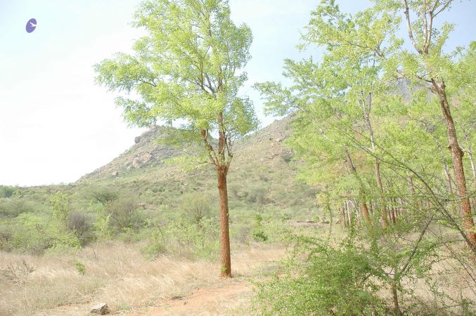 20070509 NUCourses Traditional Udal Kattumurthi 7313.jpg