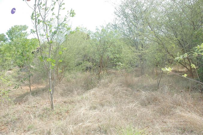 20070509 NUCourses Traditional Udal Kattumurthi 7321.jpg