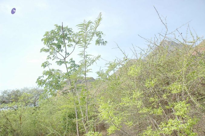 20070509 NUCourses Traditional Udal Kattumurthi 7322.jpg