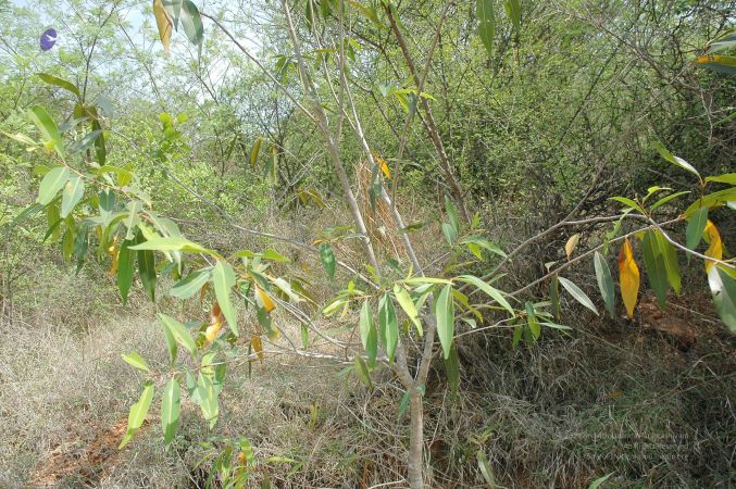 20070509 NUCourses Traditional Udal Kattumurthi 7330.jpg