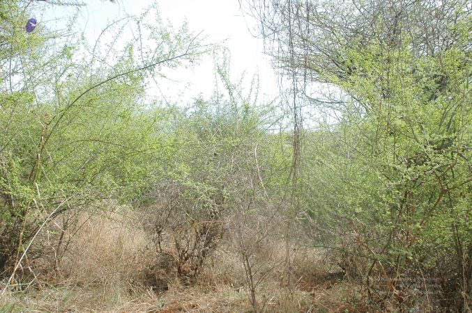 20070509 NUCourses Traditional Udal Kattumurthi 7333.jpg