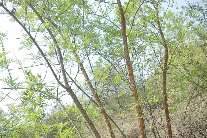 20070509 NUCourses Traditional Udal Kattumurthi 7335.jpg