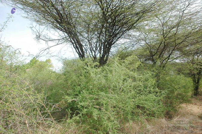 20070509 NUCourses Traditional Udal Kattumurthi 7336.jpg