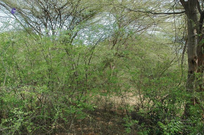 20070509 NUCourses Traditional Udal Kattumurthi 7338.jpg