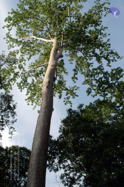 File:20070703 DSC 0556 CMP WM 11.jpg