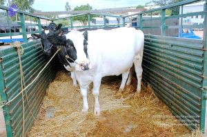 20070831 Photo 12 1zKJSLTBmbED5AFkFQtpjes KqYX27mk0.jpg