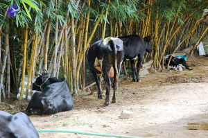 20070831 Photo 5 13O4CzD55n-nCD0dN-cx0hx2D6whyRGG3.jpg