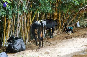 20070831 Photo 6 1WbKsdxiq6zD1gdfUR3GWVMkg-A0qKrOT.jpg