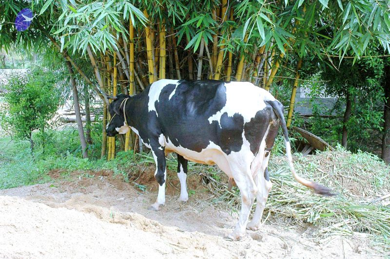 File:20070831 Photo 7 1T4SVvxTc4Bk-tCIe1l33jH18-NYGYXii.jpg