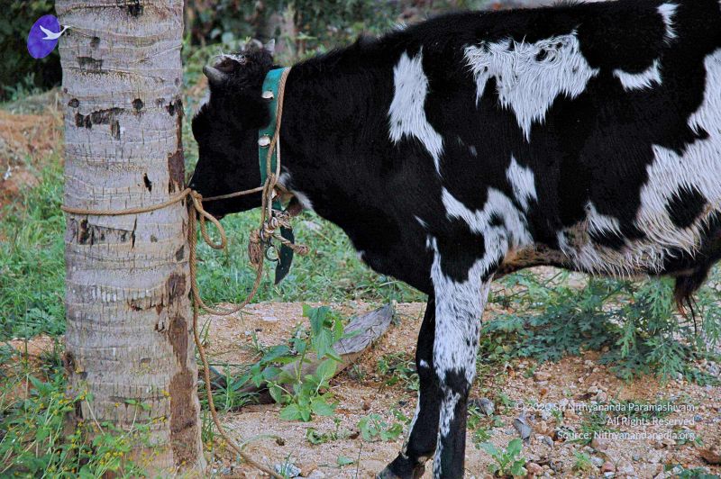 File:20071008 Photo 164 1-9hDBDgTlri7 A96AmSF Xory14t5WLK.jpg