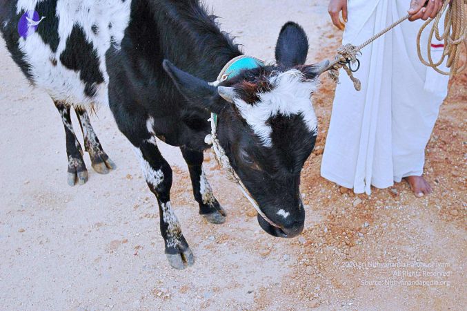 20071008 Photo 90 1ZiNfB8pKuK9yjDFpFog5fyJrXUDCM0AX.jpg