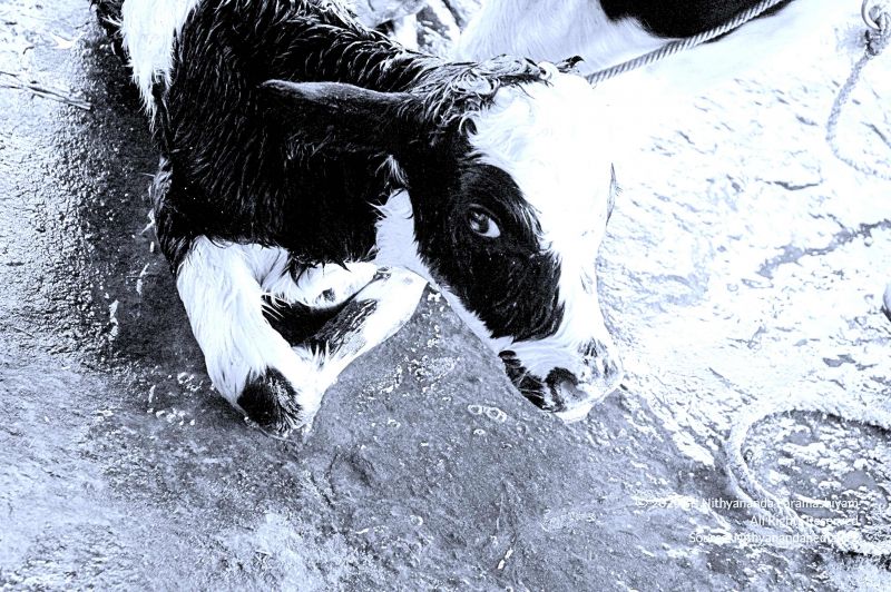 File:20071014 Photo 23 1xdw4P7IATQvo BUG1yGGIk WFj8F13Eb.jpg