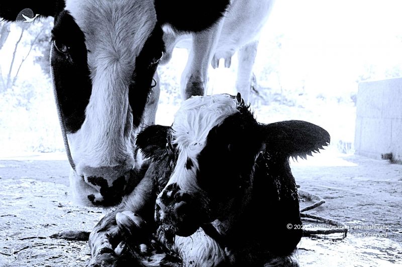 File:20071014 Photo 2 1tpOj3R2znXF9jkAypIWvAA5LR6ZpHY 8.jpg