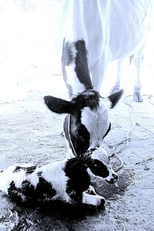 20071014 Photo 39 1jwZ3dgz5agpiBGLaad2nPblZgb7JMbGW.jpg