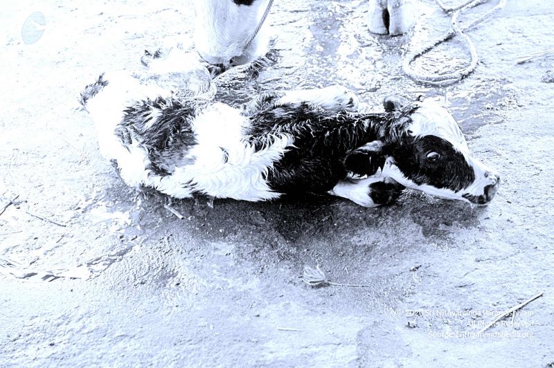 File:20071014 Photo 42 1-43QBEkdI3Nvhy4dTD2v9ZbQ6LXI0IMF.jpg