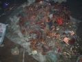 Thumbnail for version as of 13:38, 20 March 2021