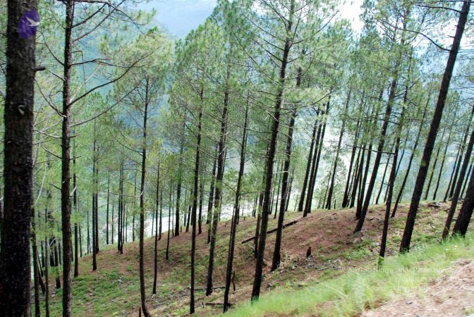 20080701 DSC 0100 CMP WM 0011.jpg