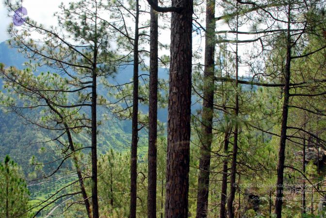 20080701 DSC 0143 CMP WM 0011.jpg