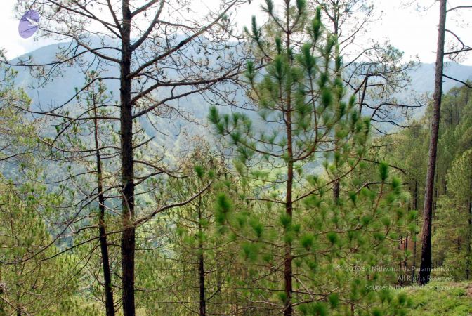 20080701 DSC 0153 CMP WM 0011.jpg