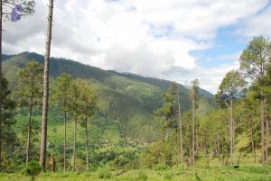 20080701 Photo 1492 1CFe0IJFtSXX5KMGnqh5vxQbHaxG8yxOC.JPG