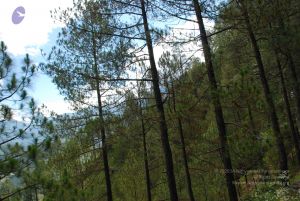 20080701 Photo 1578 1HevJvnLcEEqLmooHymh Qoertba7X0iy.JPG