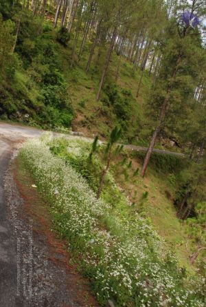 20080701 Photo 1586 1IvmrzIX0LhzgYd3C30rlHO5onslNiu8l.JPG