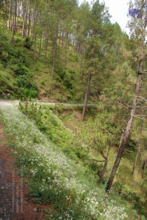 20080701 Photo 1587 1DDspUGrwHoZ5mbnRTfHvlMJI9sMVye d.JPG